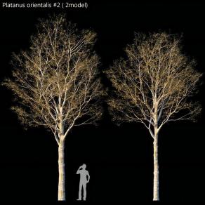 现代花草 干花 干支